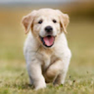 Meet your Posher, Winston